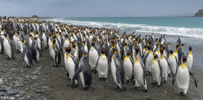 King Penguins, Salisbury Plain   17