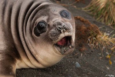 Elephant Seal Pup   72
