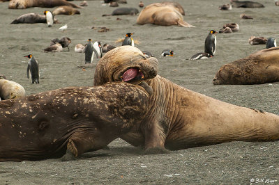 Elephant Seals Dueling  73