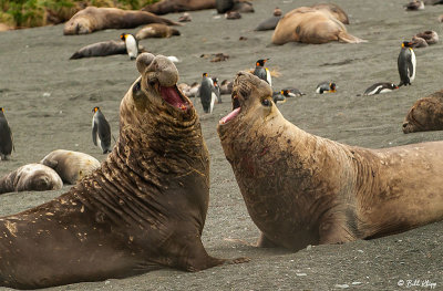 Elephant Seals Dueling  74