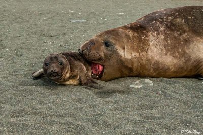 Elephant Seals  75