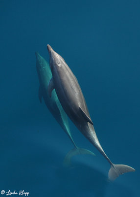 Common Dolphin, Sea of Cortez  1