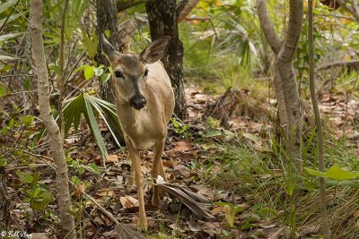 Key Deer, Blue Hole, Big Pine Key 2