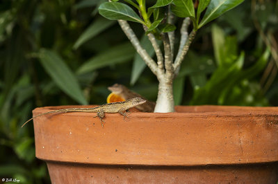 Cuban Brown Anoles Courting 21