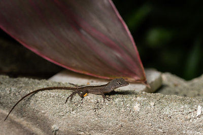 Cuban Brown Anole  28