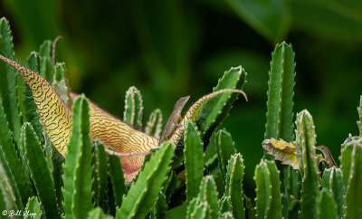 Cuban Brown Anole  29