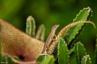 Cuban Brown Anole  30