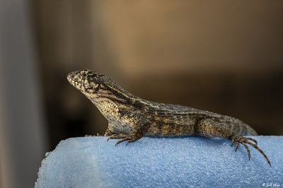 Curly-Tailed Lizard  25