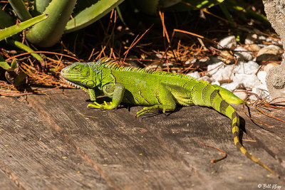 Green Iguana 42