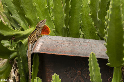 Cuban Brown Anole  31