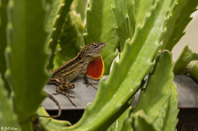 Cuban Brown Anole  33