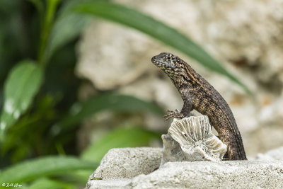 Curly-Tailed Lizard  26