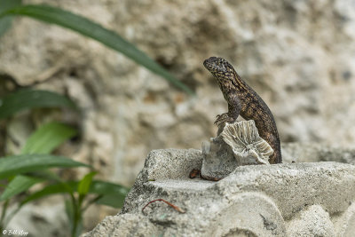 Curly-Tailed Lizard  27