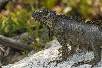 Green Iguana, Split Rocks  1