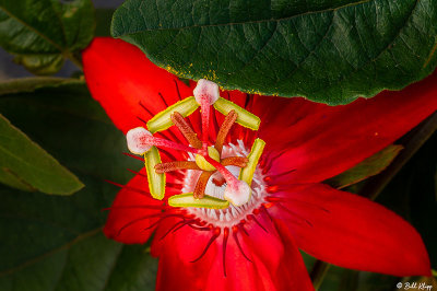 Passion Flower  3