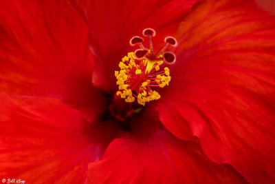 Hibiscus Flower  12