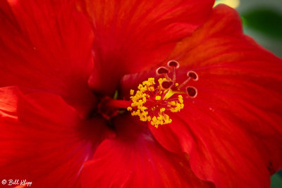 Hibiscus Flower  14