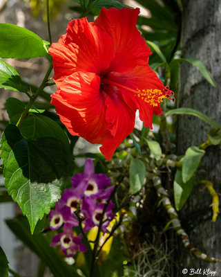 Hibiscus Flower  15