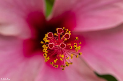 Hibiscus Flower Stigma  16