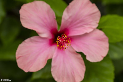 Hibiscus Flower 17