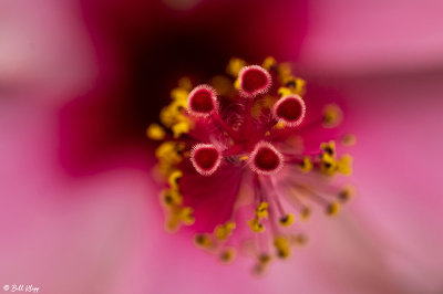 Hibiscus Flower Stigma  18