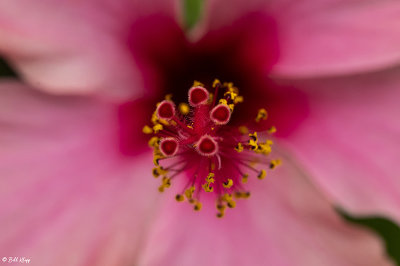 Hibiscus Flower Stigma  19