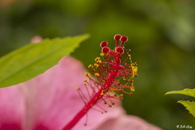 Hibiscus Flower Stigma  20
