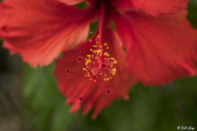 Hibiscus Flower Stigma  21