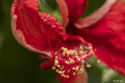 Hibiscus Flower Stigma  22