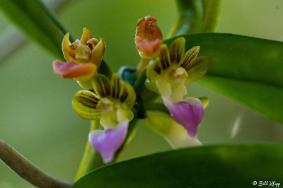 Orchids  7