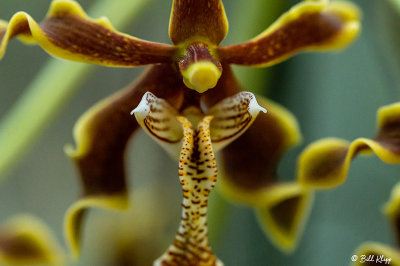 Orchids  9