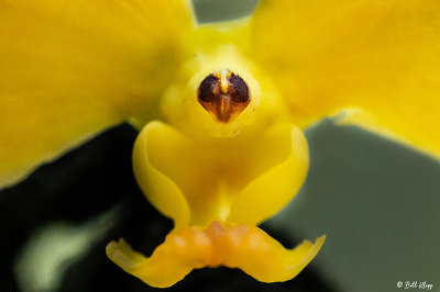 Orchids  11