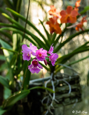 Orchids  12