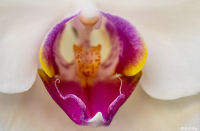 Orchids  15