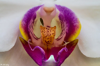 Orchids  16