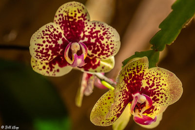 Orchids  17