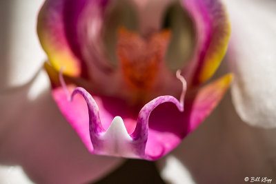 Orchids  18