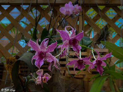 Orchids  20