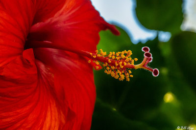 Hibiscus Flower  23