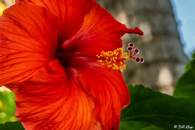Hibiscus Flower  24