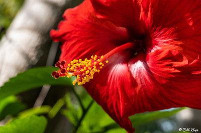 Hibiscus Flower  25