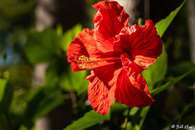 Hibiscus Flower 26