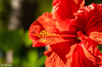 Hibiscus Flower  27