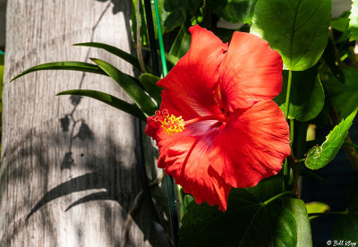 Hibiscus Flower  28