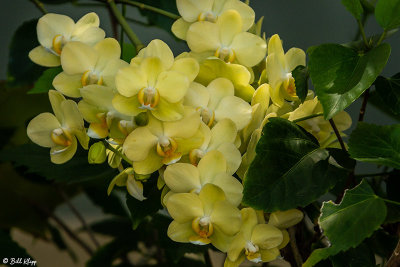 Orchids  21