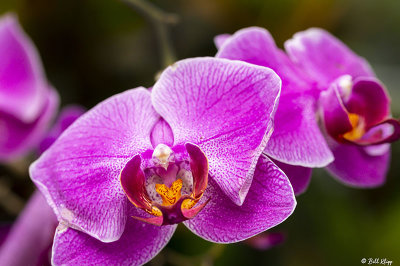 Orchids  22