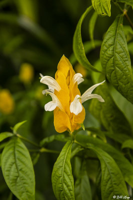 Yellow Shrimp Flower  1