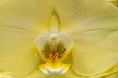 Yellow Orchid  23