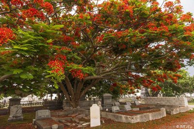 Royal Poinciana, Key West Cemetery  2