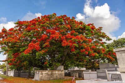 Royal Poinciana, Key West Cemetery  3